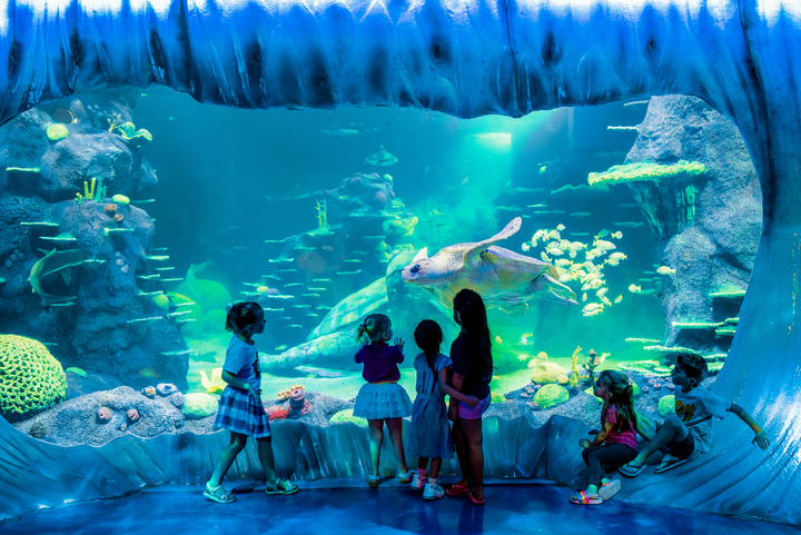 A group of children looking at a big turtle and fish at SEA LIFE aquarium
